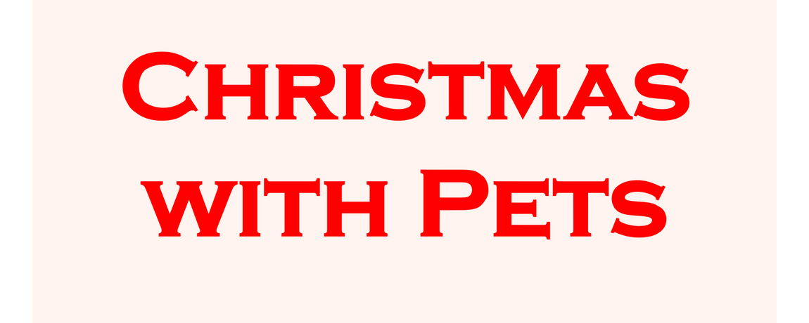 Enjoying Christmas with Pets!