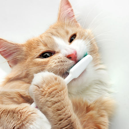Introducing Toothbrushing to Your Dog or Cat