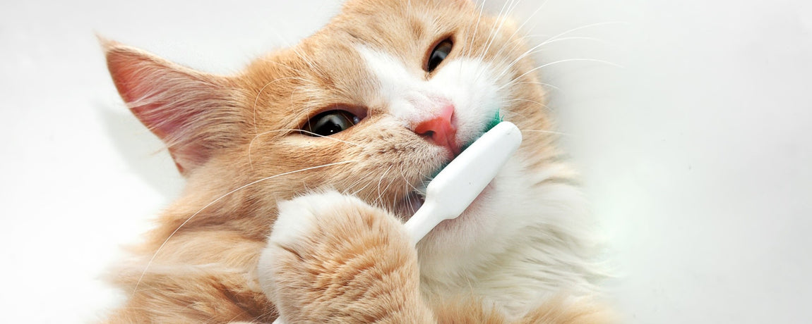 Introducing Toothbrushing to Your Dog or Cat