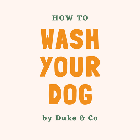 How to Wash Your Dog