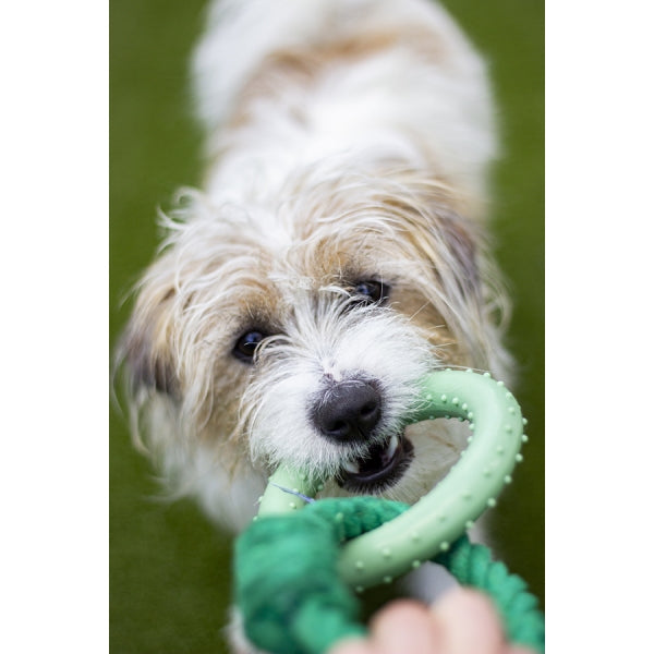 Dog playing with Battersea Rope and Rubber Ring
