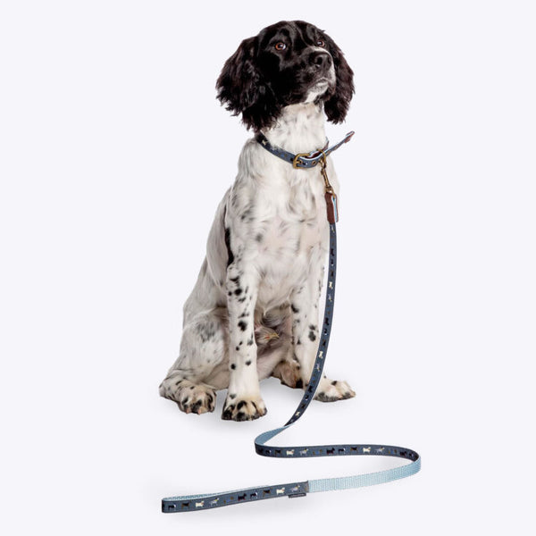Dog wearing Danish Design FatFace Marching Dogs Lead