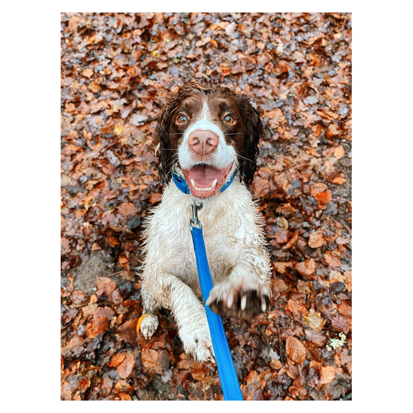 Dog wearing Cameo Canine Core Collection Lead with matching collar in Cobalt Blue