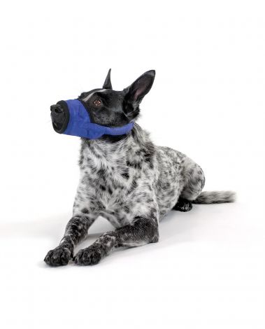 Border Collie wearing soft muzzle