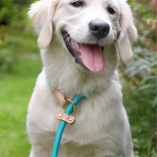 Dog wearing Digby & Fox Reflective Slip Dog Lead in teal