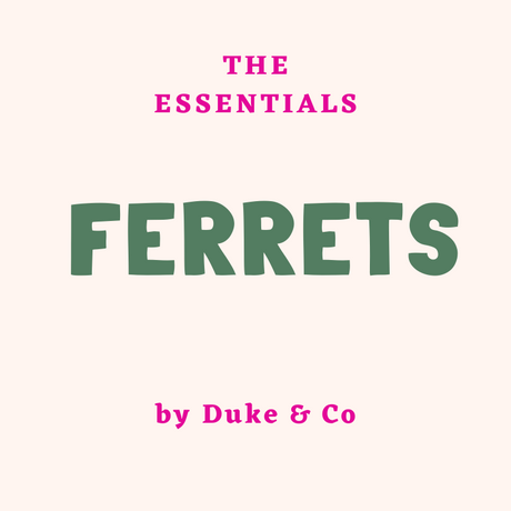Ferret Essentials For First Time Owners