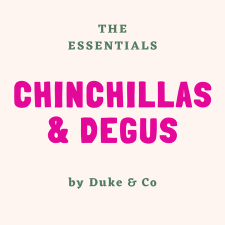 Chinchilla and Degu Essentials For First Time Owners