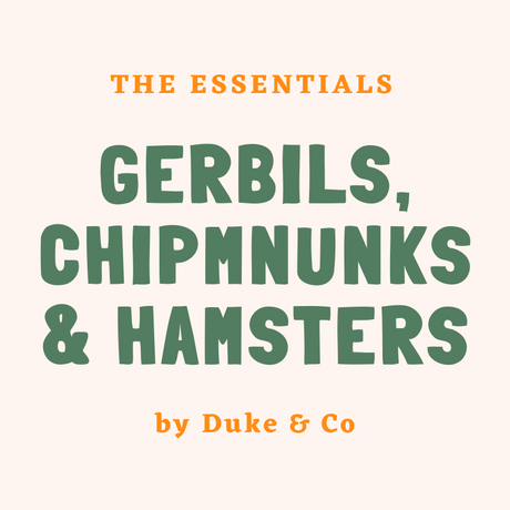 Gerbils, Chipmunk and Hamster Essentials for First Time Owners
