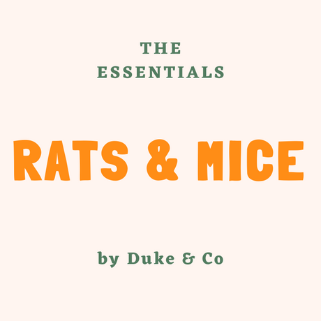 Rats and Mice Essentials For First Time Owners