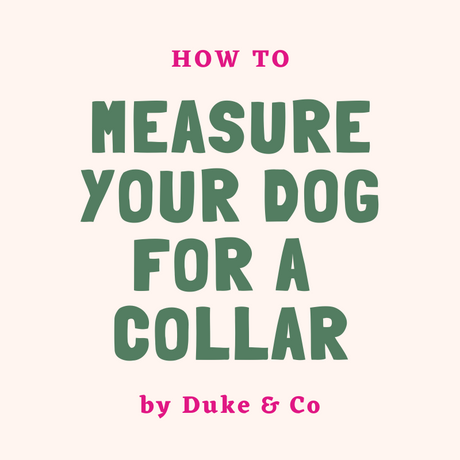 How To Measure Your Dog For A Collar