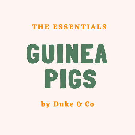 Guinea Pig Essentials For First Time Owners
