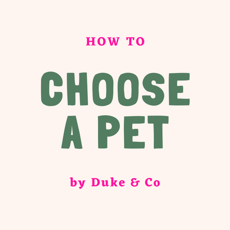 Important Factors to Consider When Choosing A Pet