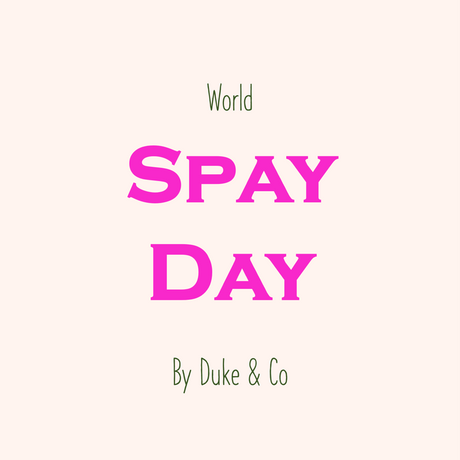 World Spay Day 2023!