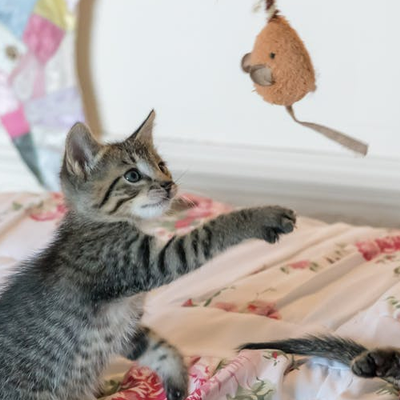Tabby kittens play with dangling cat teaser toy on a bed