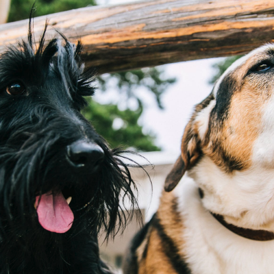 Two dogs looking out through a fence and panting