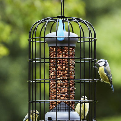 Blue Tits perched on a squirrel proof bird feeder