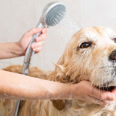 Spaniel standing in the bath with animology puppy love shampoo