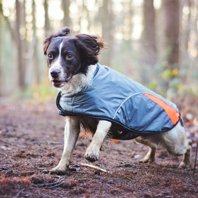 Spaniel running in forest wearing Sotnos sport jacket