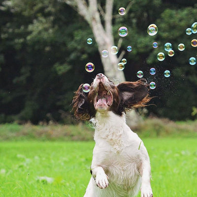 Springer spaniel jumping in the air chasing bubbles
