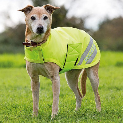 Dog Hi Vis