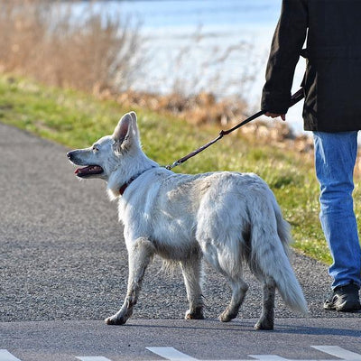 White dog walking on lead with owner alongside river