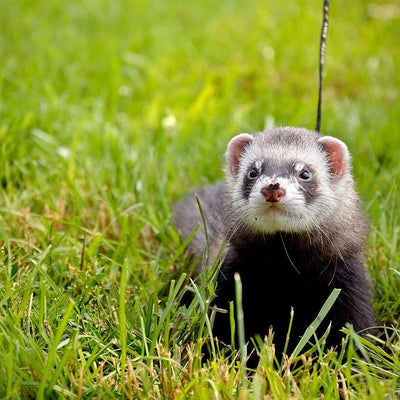 Black and white ferret on a lead in grassy field