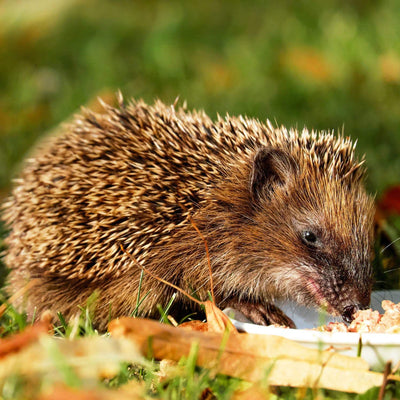 Hedgehog eating from a plate of feed