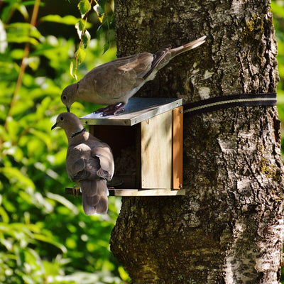 Two brown birds perched on bird box attached to tree