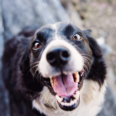 Border collie looking up at the camera happily panting