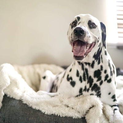 Dalmation sits happily in luxury dog bed