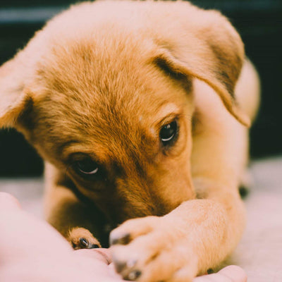 Labrador puppy giving their owner their paw