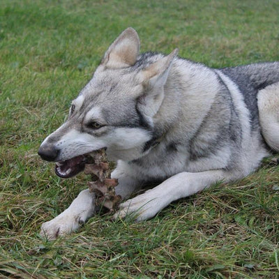 Husky dog chewing on dog treat in a field