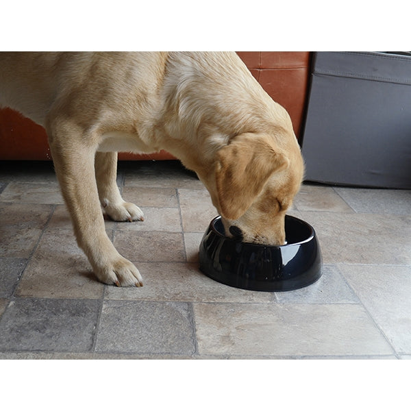 Dog eating from Heavy Duty Anti-Scoff Melamine Slow Feeder