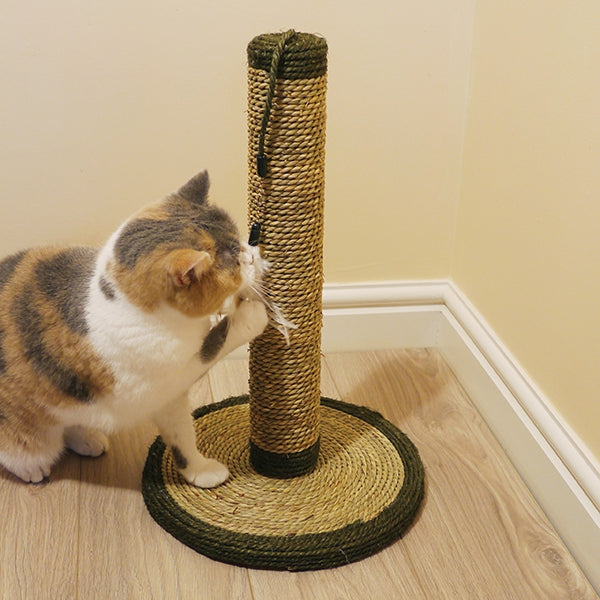 Cat playing with Saffron Cat Scratcher