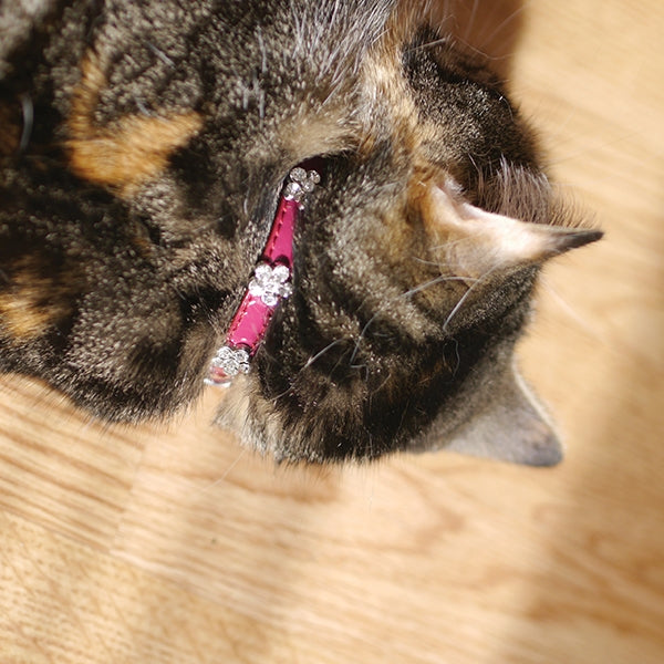 Cat wearing Designer Cat Collar Damson