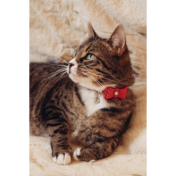 Cat wearing Cat Collar Bow Tie Red