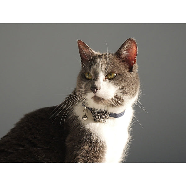 Cat wearing Designer blue scrunch cat collar