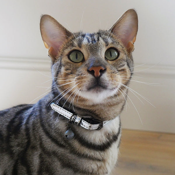 Cat wearing Designer silver cat collar