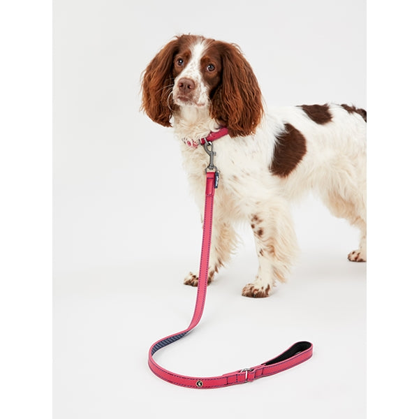Dog wearing Joules Leather Lead with matching collar
