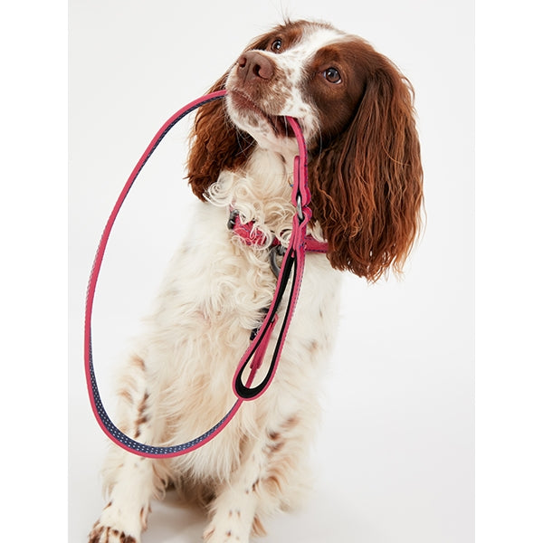Dog holding Joules Leather Lead in pink, wearing matching collar
