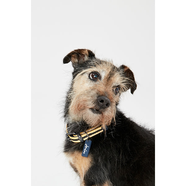 Dog wearing Joules Coastal Dog Collar