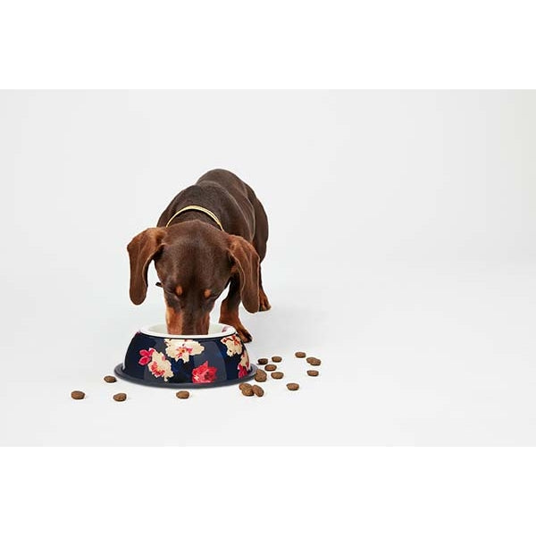 Dog eating from Joules Bircham Bloom Dog Bowl