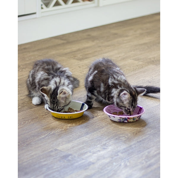 Kittens eating from Joules 'Clever Cat' Cat Bowls