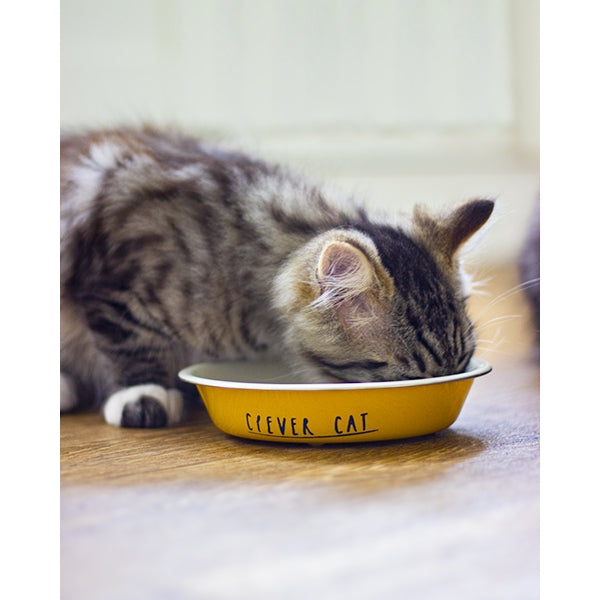Kitten eating from Joules 'Clever Cat' Cat Bowl
