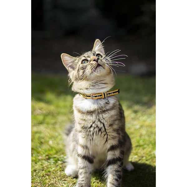 Cat wearing Joules Coastal Cat Collars in yellow, blue and white