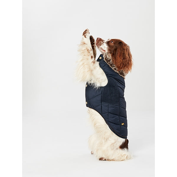 Dog wearing Joules Cherington Dog Coat
