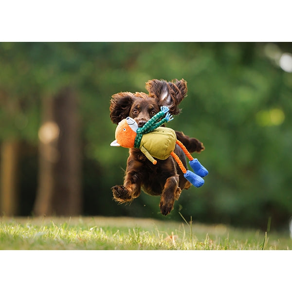 Dog running with Joules Fox Dog Toy