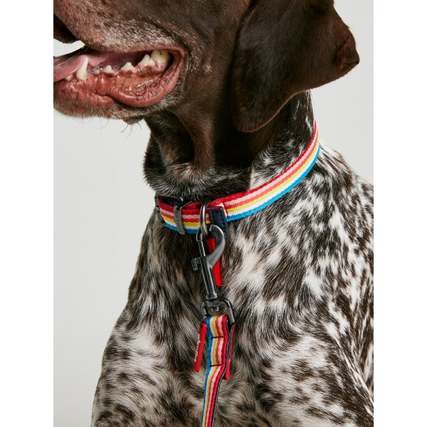 Close up of dog wearing Joules Rainbow Stripe Dog Lead with matching collar