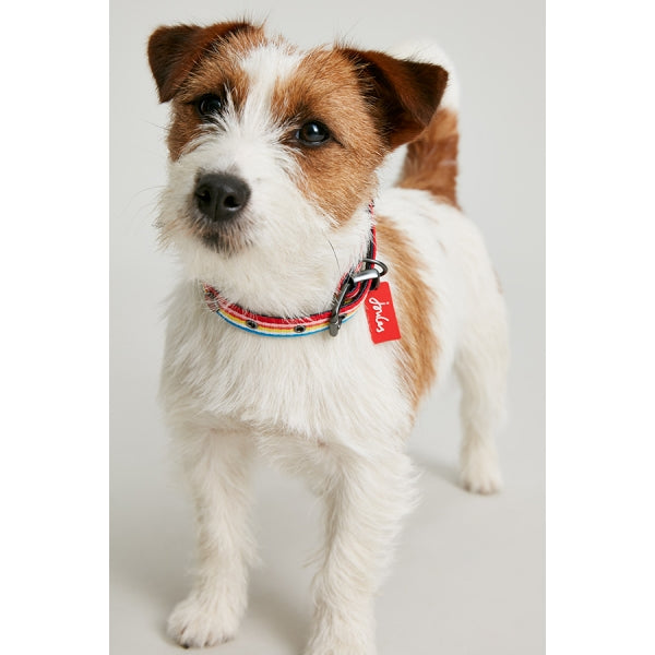 Small dog wearing Joules Rainbow Stripe Dog Collar