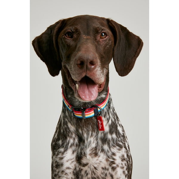 Front view of dog wearing Joules Rainbow Stripe Dog Collar
